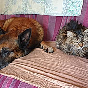 Gribouille participe au concours pour gagner de l'argent avec cette photo : animal, blanket, cat, companion, couch, dog, domestic, furry, german_shepherd, indoor, living_room, nap, pet, purple, relaxed, resting, side_by_side, striped, tabby_cat, texture
