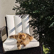 Jade participe au concours pour gagner de l'argent avec cette photo : animal, cat, chair, cushion, daylight, domestic_cat, fluffy, fur, furniture, garden, greenery, mammal, nature, outdoor, peaceful, pet, relaxing, resting, summer, sunlight