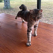 Mimi participe au concours pour gagner de l'argent avec cette photo : cat, tabby, stretching, paw, wooden_table, indoor, window, garden, outdoor, greenery, tree, grass, curious, pet, animal, feline, tail, whiskers, fur, daylight