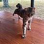 cat, tabby, stretching, paw, wooden_table, indoor, window, garden, outdoor, greenery, tree, grass, curious, pet, animal, feline, tail, whiskers, fur, daylight