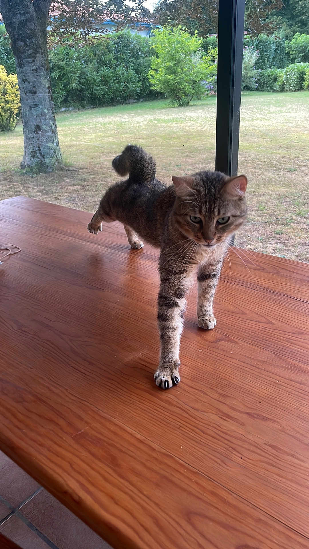 Mimi participe au concours pour gagner de l'argent avec cette photo : cat, tabby, stretching, paw, wooden_table, indoor, window, garden, outdoor, greenery, tree, grass, curious, pet, animal, feline, tail, whiskers, fur, daylight