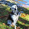 animal, autumn_leaves, black_and_white, canine, cute, daytime, dog, friendly, grass, lake, nature, outdoor, paw_raised, pet, rocks, scenic, sitting, small_dog, sunlight, water