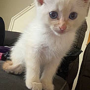 Dutches joined the competition — help win amazing prizes! kitten, cat, white_fur, blue_eyes, indoor, couch, furniture, pet, animal, cute, young, small, curious, fluffy, sitting, mammal, domestic_animal, closeup, colorful_painting, background