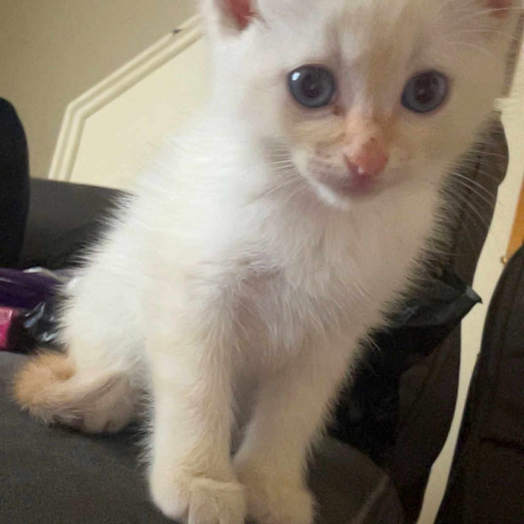 Dutches joined the competition — help win amazing prizes! kitten, cat, white_fur, blue_eyes, indoor, couch, furniture, pet, animal, cute, young, small, curious, fluffy, sitting, mammal, domestic_animal, closeup, colorful_painting, background