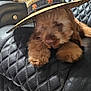 Chucho joined the competition — help win amazing prizes! puppy, dog, brown, hat, straw_hat, couch, leather, quilted, pet, animal, cute, fur, indoor, relaxed, lying, adorable, domestic_animal, companion, cozy, resting