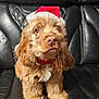 Chucho is registered to the contest to win money with this photo: dog, puppy, santa_hat, brown_fur, fluffy, pet, animal, indoor, leather_couch, black_couch, cute, holiday, christmas, festive, portrait, sitting, fur, canine, domestic_animal, companion