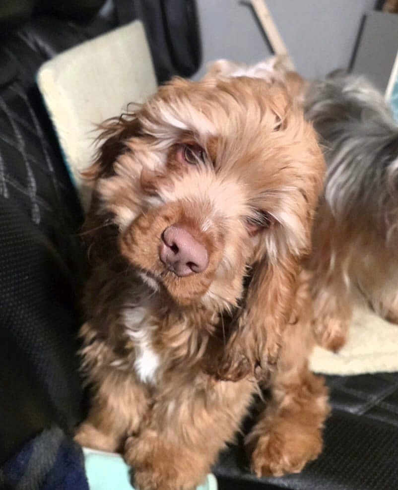 Chucho is registered to the contest to win money with this photo: puppy, dog, brown, fluffy, cute, pet, animal, cushion, leather, indoor, closeup, fur, nose, ears, sitting, face, looking, head_tilt, cozy, domestic