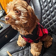 Chucho joined the competition — help win amazing prizes! dog, puppy, curly_fur, sweater, black_leather_chair, pet, indoor, seated, cozy, cute, small_dog, fur, animal, companion, looking_away, furniture, domestic, adorable, fluffy, curious