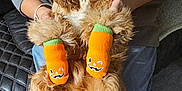 Chucho joined the competition — help win amazing prizes! dog, pet, animal, orange_socks, halloween, costume, person, hoodie, jeans, boots, indoor, cute, fluffy, paw_coverage, celebration, funny_expression, casual_clothing, holding, carpet, couch
