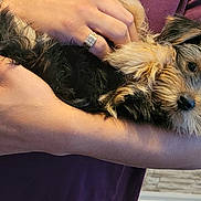 Alluka is registered to the contest to win money with this photo: adorable, animal, black, brown, closeup, cozy, cute, dog, fur, hands, holding, indoor, person, pet, portrait, puppy, small, texture, wall, young