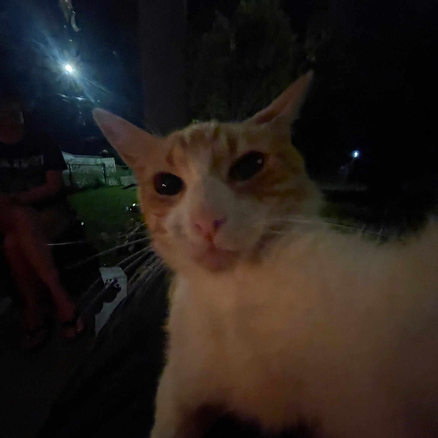 Gizmo joined the competition — help win amazing prizes! animal, bench, blur, cat, close_up, curious, dark, face, feline, grass, low_light, night, outdoor, person, pet, portrait, shadow, sitting, tree, whiskers