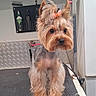 Lola joined the competition — help win amazing prizes! dog, yorkshire_terrier, small_dog, pet, grooming, grooming_table, bow, hair_bow, long_hair, fluffy, brown_and_gray, standing, portrait, looking_at_camera, indoors, pet_salon, leash, collar, diamond_plate, cute