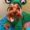 dog, small_dog, yorkshire_terrier, costume, frog_costume, green_hat, animal, pet, portrait, close_up, long_hair, brown_fur, black_eyes, indoors, blanket, blue_blanket, plush_toy, strawberry_toy, cute, funny
