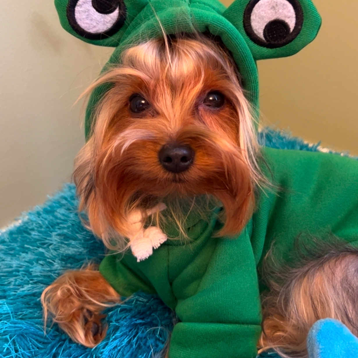 Lola is registered to the contest to win money with this photo: dog, small_dog, yorkshire_terrier, costume, frog_costume, green_hat, animal, pet, portrait, close_up, long_hair, brown_fur, black_eyes, indoors, blanket, blue_blanket, plush_toy, strawberry_toy, cute, funny