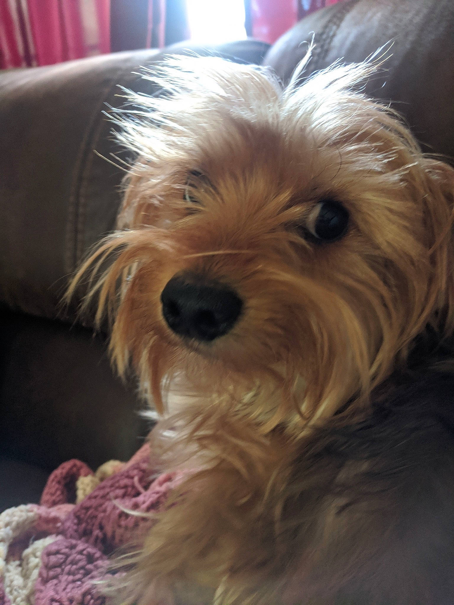 Chad is registered to the contest to win money with this photo: australian_terrier, biewer_terrier, canidae, carnivore, comfort, companion_dog, couch, dog, dog_breed, fur, liver, maltepoo, sapsali, small_terrier, snout, sporting_group, terrier, toy_dog, working_animal, yorkipoo