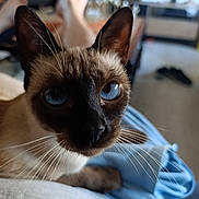 Petit Flan a rejoint le concours — aidez-le/la à gagner de superbes lots ! cat, siamese_cat, blue_eyes, whiskers, close_up, indoor, pet, fur, animal, face, ears, person, lap, clothing, blurred_background, footwear, furniture, relaxation, home, domestic