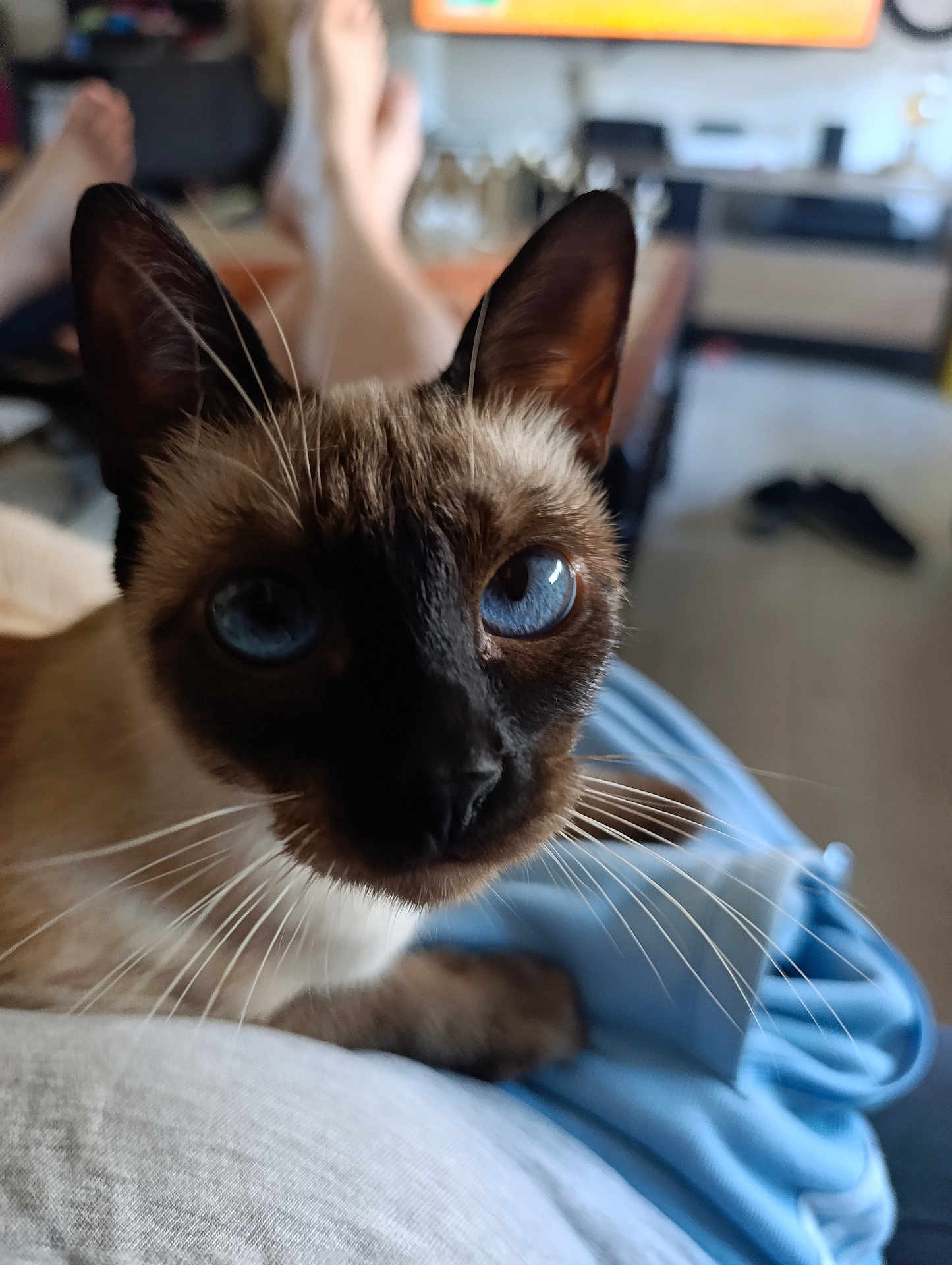 Petit Flan a rejoint le concours — aidez-le/la à gagner de superbes lots ! cat, siamese_cat, blue_eyes, whiskers, close_up, indoor, pet, fur, animal, face, ears, person, lap, clothing, blurred_background, footwear, furniture, relaxation, home, domestic