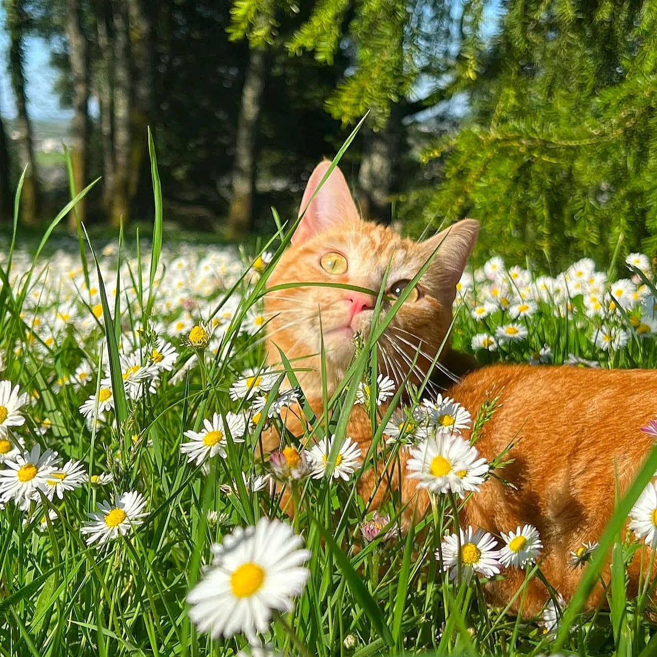 Guizmo a rejoint le concours — aidez-le/la à gagner de superbes lots ! anemone, animal, cat, daisy, face, field, flower, grass, grassland, green, herbal, herbs, nature, outdoors, pet, petal, plant, pottedplant, tree, vegetation