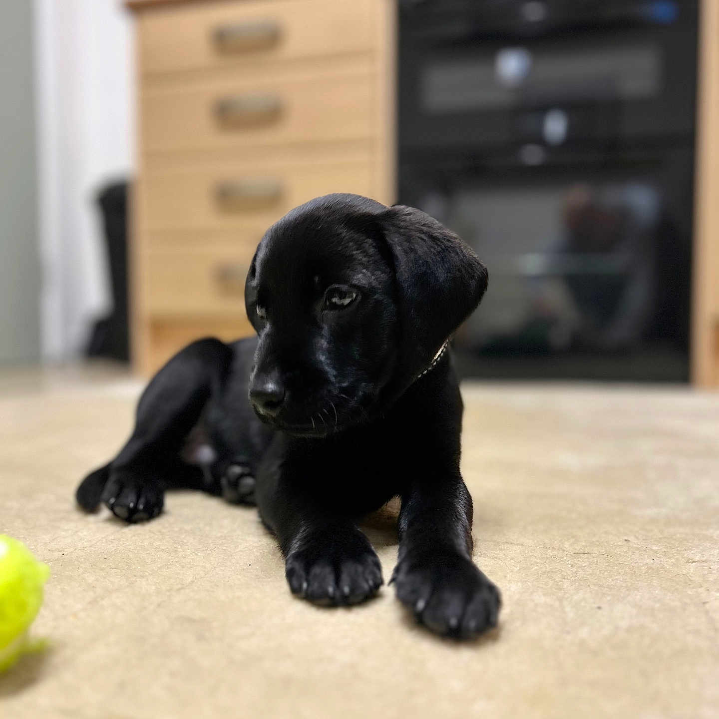 Figo is registered to the contest to win money with this photo: animal, black_dog, canine, carpet, cute, dog, domestic, floor, fur, home, household, indoor, kitchen, laying_down, looking_away, oven, pet, puppy, wooden_cabinet, young_dog