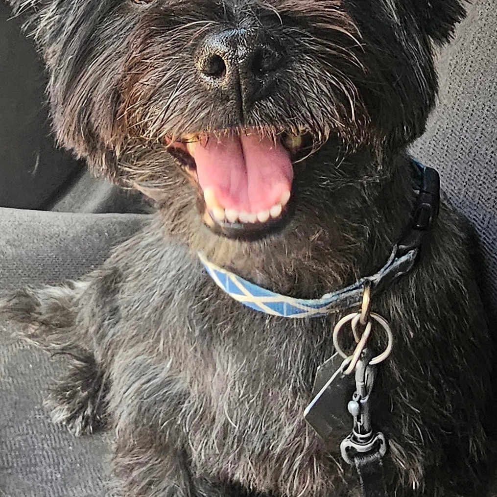 Penny joined the competition — help win amazing prizes! animal, black_dog, bow, car_seat, cheerful, closeup, collar, dog, ears, eyes, fur, happy, inside_car, nose, panting, paw, pet, sitting, tags, tongue_out