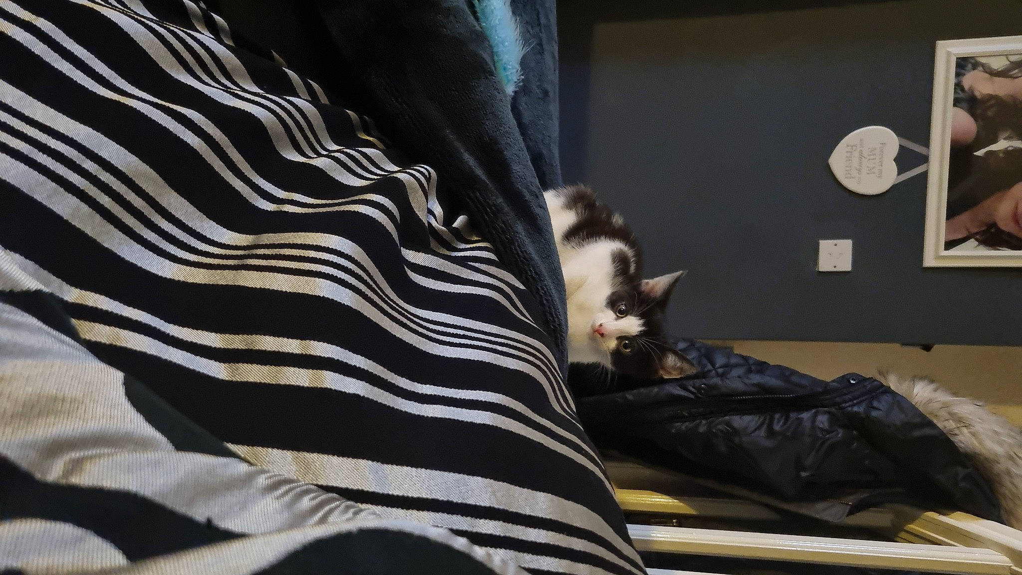 Charlie joined the competition — help win amazing prizes! bed_sheet, carnivore, cat, comfort, companion_dog, domestic_short_haired_cat, felidae, fur, grey, human_leg, linens, luggage_and_bags, mammal, pattern, room, sitting, small_to_medium_sized_cats, tail, vertebrate, whiskers