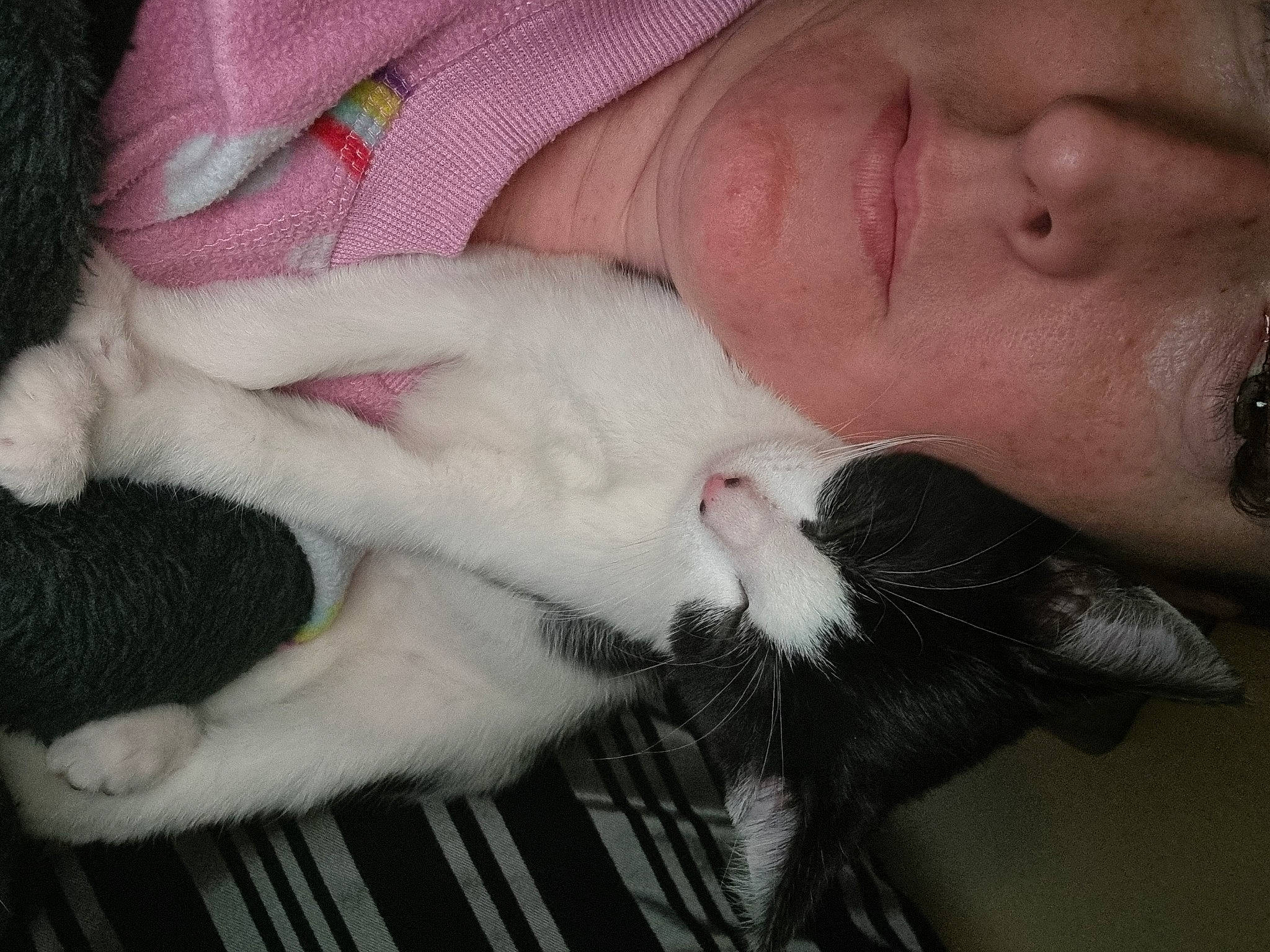 Charlie is registered to the contest to win money with this photo: carnivore, cat, comfort, domestic_short_haired_cat, ear, eyelash, fawn, felidae, fur, gesture, happy, jaw, lap, leg, nail, nose, skin, small_to_medium_sized_cats, snout, whiskers