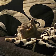 Toby is registered to the contest to win money with this photo: cat, couch, blanket, animal, pet, fur, indoor, resting, side_view, cozy, pattern, black_and_white, soft, fabric, relaxing, feline, home, comfort, mammal, domestic