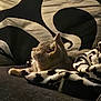 cat, couch, blanket, animal, pet, fur, indoor, resting, side_view, cozy, pattern, black_and_white, soft, fabric, relaxing, feline, home, comfort, mammal, domestic