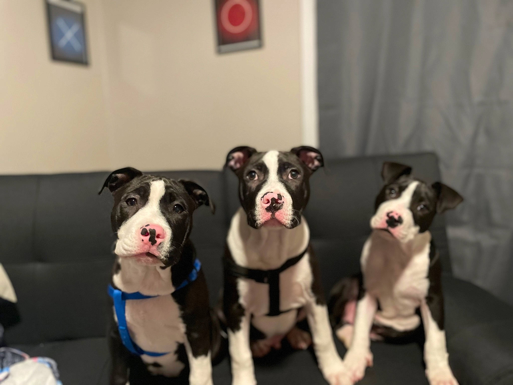 Thor Loki And Drax is registered to the contest to win money with this photo: canidae, carnivore, collar, companion_dog, couch, dog, dog_breed, dog_collar, dog_supply, fawn, fur, guard_dog, leash, pet_supply, picture_frame, puppy, snout, sporting_group, working_animal, working_dog