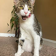 Giya is registered to the contest to win money with this photo: animal, carpet, cat, curious, cute, ears, feline, greenery, home, indoor, licking, pet, plant, playful, sitting, tabby_fur, tongue, whiskers, white_fur, yellow_eyes