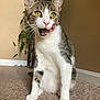 animal, carpet, cat, curious, cute, ears, feline, greenery, home, indoor, licking, pet, plant, playful, sitting, tabby_fur, tongue, whiskers, white_fur, yellow_eyes