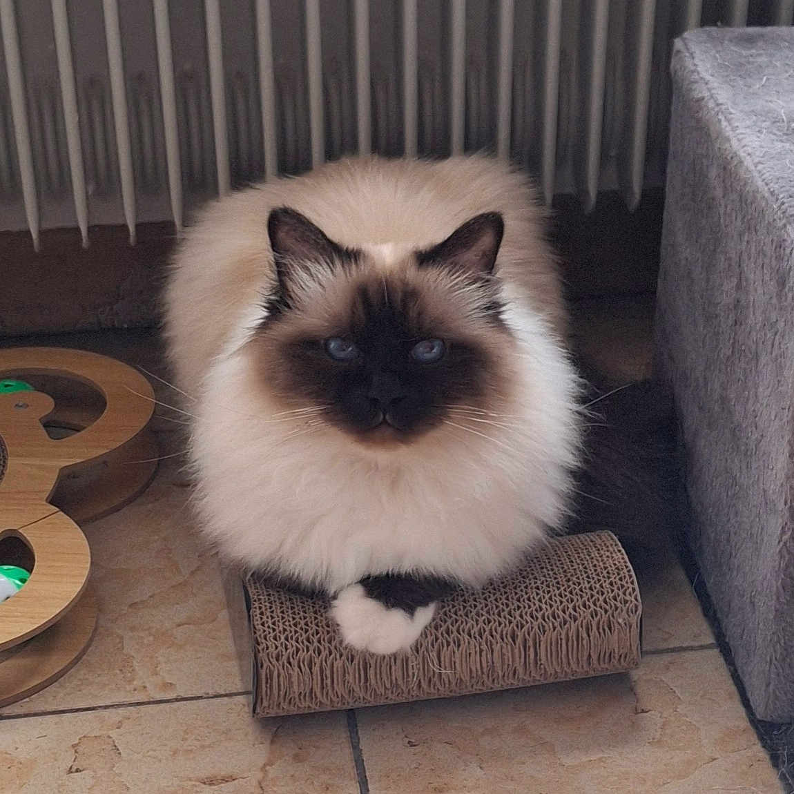 Oreo participe au concours pour gagner de l'argent avec cette photo : animal, blue_eyes, cat, cozy, cute, domestic_cat, feline, fluffy, fur, home, indoor, paw, pet_toy, radiator, resting, scratch_pad, siamese, sitting, tile_floor, whiskers