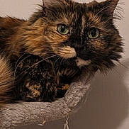 Maeby is registered to the contest to win money with this photo: cat, tortoiseshell, feline, pet, animal, fur, green_eyes, whiskers, perch, indoor, cozy, resting, closeup, portrait, cute, mammal, domestic, soft_fur, curious, relaxed