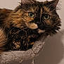 cat, tortoiseshell, feline, pet, animal, fur, green_eyes, whiskers, perch, indoor, cozy, resting, closeup, portrait, cute, mammal, domestic, soft_fur, curious, relaxed