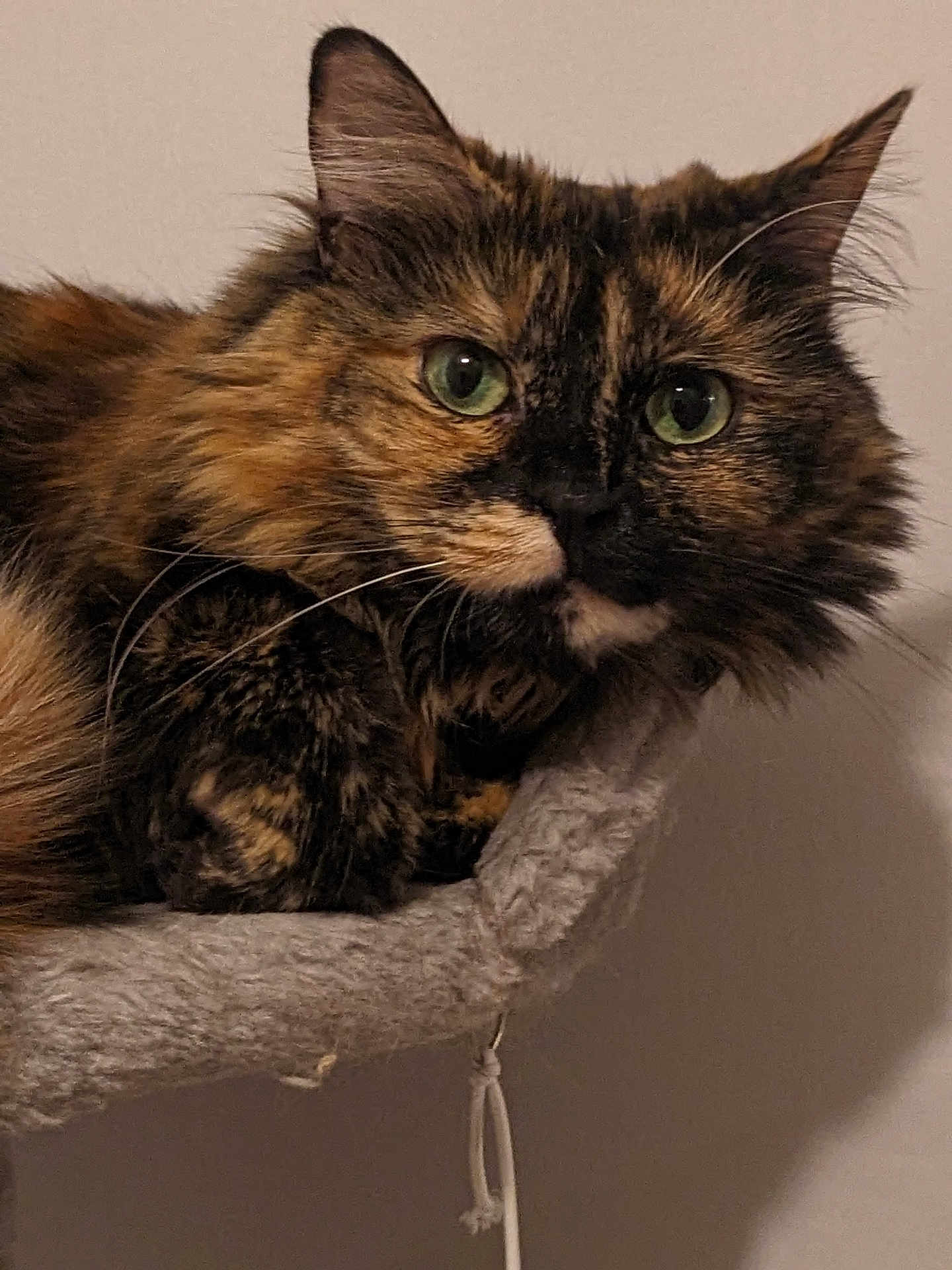 Maeby