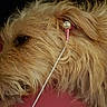 dog, pet, canine, shaggy_fur, long_hair, tan_fur, earbud, headphones, close_up, portrait, lying_down, indoor, pink_background, dark_background, funny, relaxed, animal, floppy_ears, grooming, photography