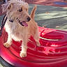 Roxy participe au concours pour gagner de l'argent avec cette photo : dog, terrier, scruffy_fur, standing, tongue_out, tail_up, leash, playground, playground_equipment, red_spinner, park, outdoor, sunlight, benches, cars, shrubs, urban, portrait, happy_dog, pet