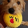 Roxy a rejoint le concours — aidez-le/la à gagner de superbes lots ! dog, puppy, small_dog, scruffy_fur, tan_fur, close_up, portrait, pet, toy, plush_toy, yellow_toy, emoji, kiss_face, indoor, wood_paneling, bed, blanket, brown_eyes, black_nose, cute