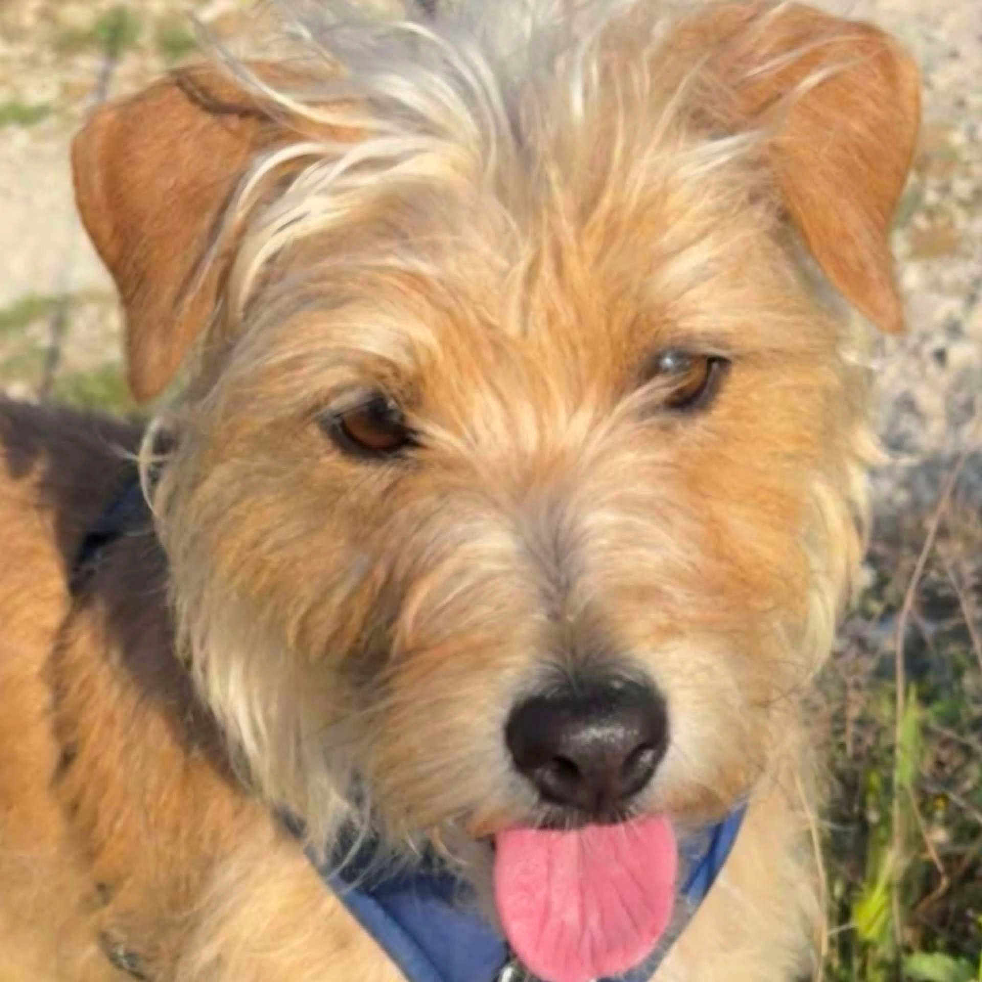 Roxy participe au concours pour gagner de l'argent avec cette photo : dog, golden_dog, shaggy_fur, brown_fur, floppy_ears, black_nose, pink_tongue, panting, happy, smiling, close_up, portrait, outdoor, grass, nature, pet, canine, collar, blue_collar, facial_expression
