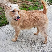 Roxy a rejoint le concours — aidez-le/la à gagner de superbes lots ! dog, scruffy_dog, small_dog, tan_fur, fluffy_fur, standing, tongue_out, curled_tail, outdoor, garden, yard, walkway, concrete, plants, grass, gravel, house, portrait, pet, daylight