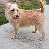 dog, scruffy_dog, small_dog, tan_fur, fluffy_fur, standing, tongue_out, curled_tail, outdoor, garden, yard, walkway, concrete, plants, grass, gravel, house, portrait, pet, daylight