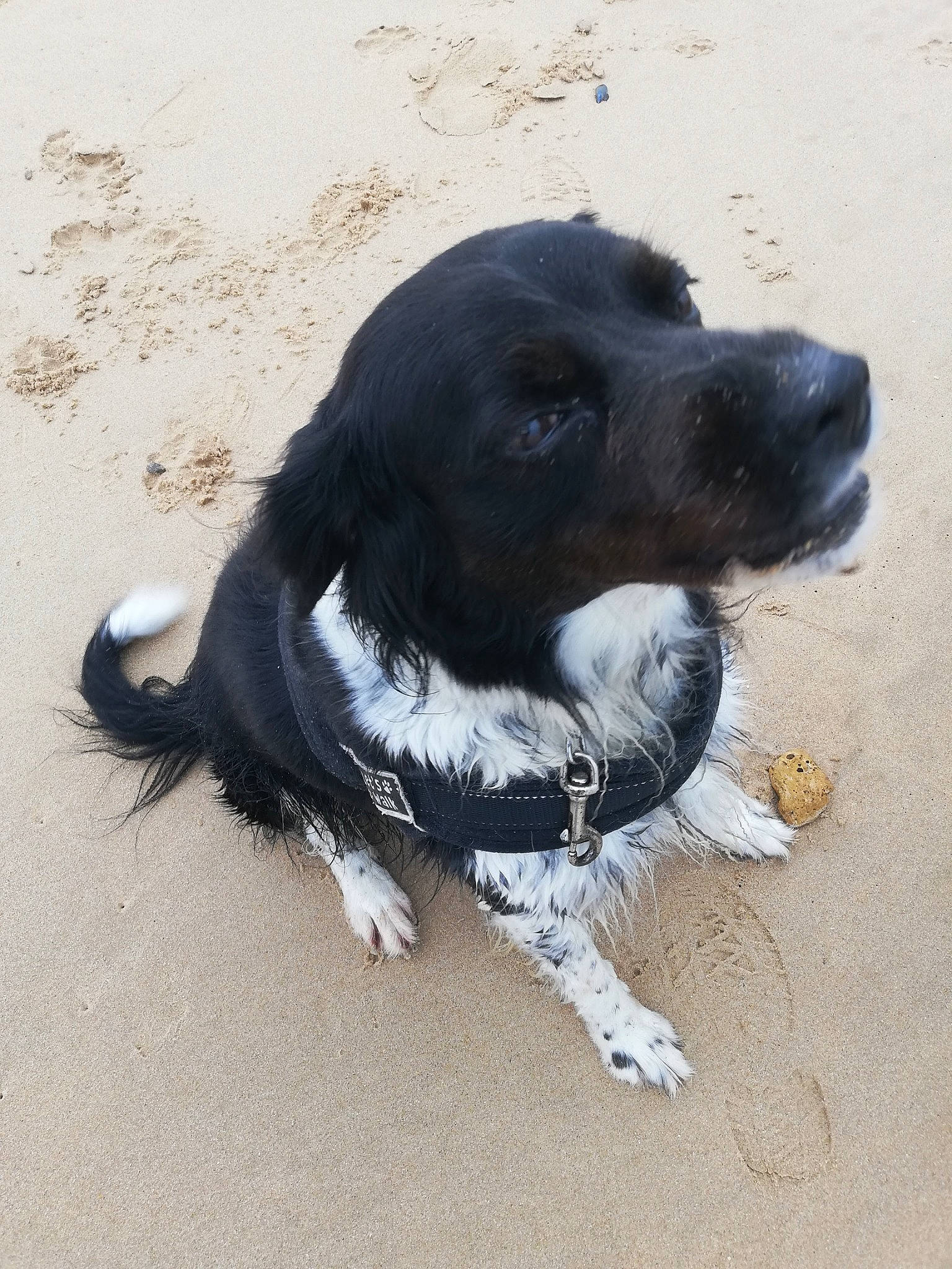 Jaika a rejoint le concours — aidez-le/la à gagner de superbes lots ! borador, border_collie, canidae, carnivore, collar, companion_dog, dog, dog_breed, dog_collar, fur, gun_dog, hunting_dog, leash, paw, snout, sporting_group, whiskers, working_animal, working_dog