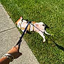 Soi is registered to the contest to win money with this photo: dog, leash, grass, sidewalk, sunlight, playful, pet, outdoor, resting, refusing, harness, paw, greenery, human_hand, casual, summer, relaxing, animal, canine, nature