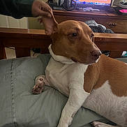 Soi is registered to the contest to win money with this photo: dog, brown_and_white, indoor, bed, couch, hand, ear, television, family_photo, living_room, wooden_furniture, blanket, relaxing, pet, carpet, casual, playful, domestic, comfort, leisure