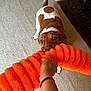 Soi joined the competition — help win amazing prizes! dog, brown_and_white, playing, toy, orange, plush, indoor, carpet, person, hand, tug_of_war, pet, animal, fun, active, cute, fur, tail, living_room, interaction