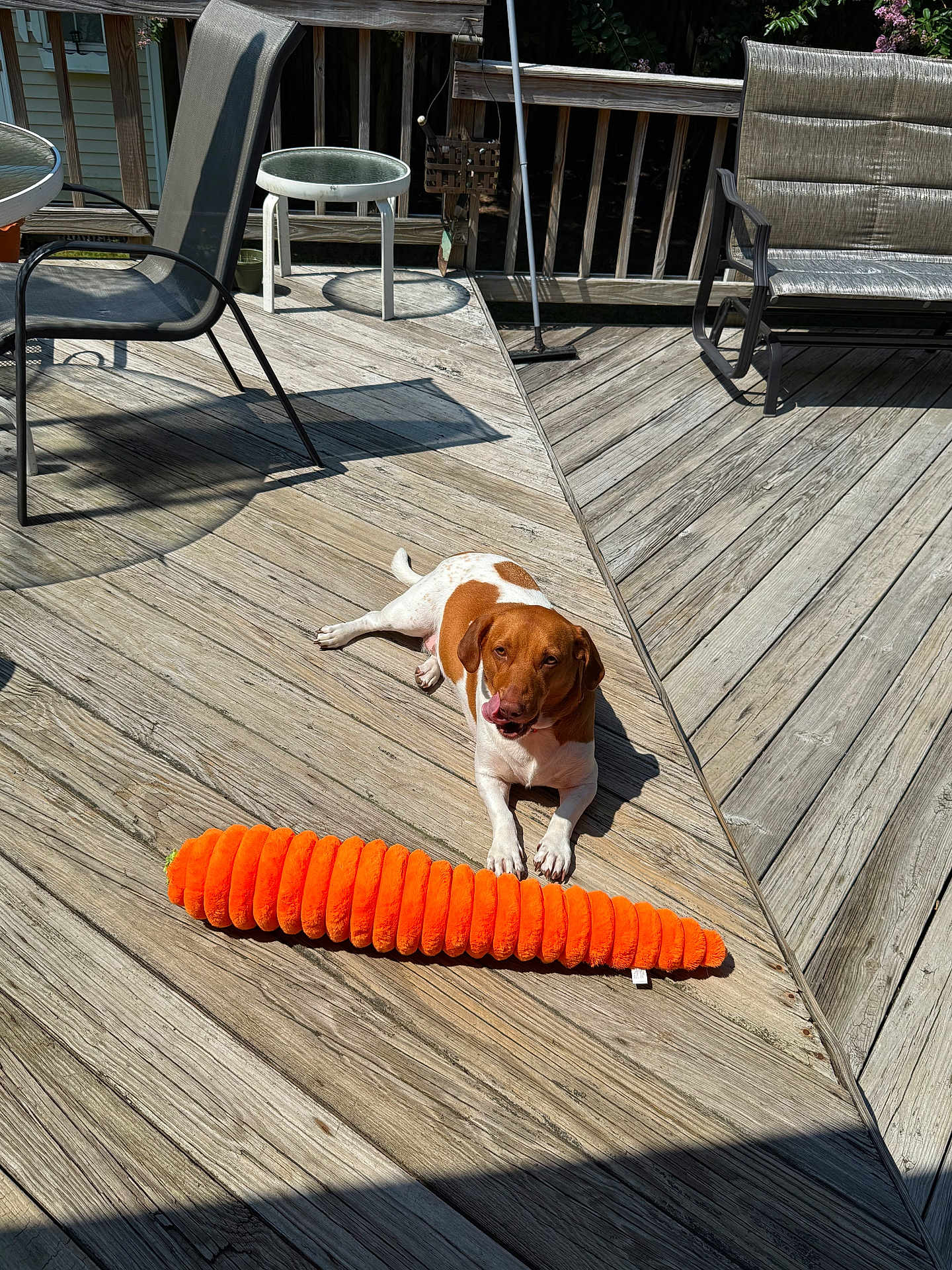 Soi is registered to the contest to win money with this photo: dog, plush_toy, carrot, wooden_deck, outdoor, sunlight, pet, brown_and_white, relaxed, playful, chair, table, furniture, shadow, summer, pet_toy, tongue_out, animal, canine, resting