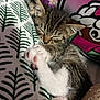 Nova joined the competition — help win amazing prizes! kitten, cat, sleeping, paws, tabby, feline, cute, cozy, blanket, pattern, colorful, pillow, nap, pet, animal, whiskers, fur, indoor, relaxing, closeup