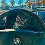 Nova is registered to the contest to win money with this photo: kitten, cat, steering_wheel, car_interior, dashboard, bmw, sunlight, parking_lot, trees, autumn, cars, vehicle, nap, pet, animal, close_up, daylight, window, blur, resting