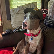 Star joined the competition — help win amazing prizes! dog, canine, pet, cap, hat, collar, pink_collar, indoor, couch, sofa, pillow, window, blinds, brown_dog, white_fur, sitting, relaxed, looking_away, domestic, animal