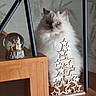 cat, fluffy_cat, long_hair, blue_eyes, pet, animal, portrait, sitting, indoors, wooden_shelf, furniture, snow_globe, decorations, star_tree, ornament, home_decor, gray_wall, soft_fur, centered_subject, photography
